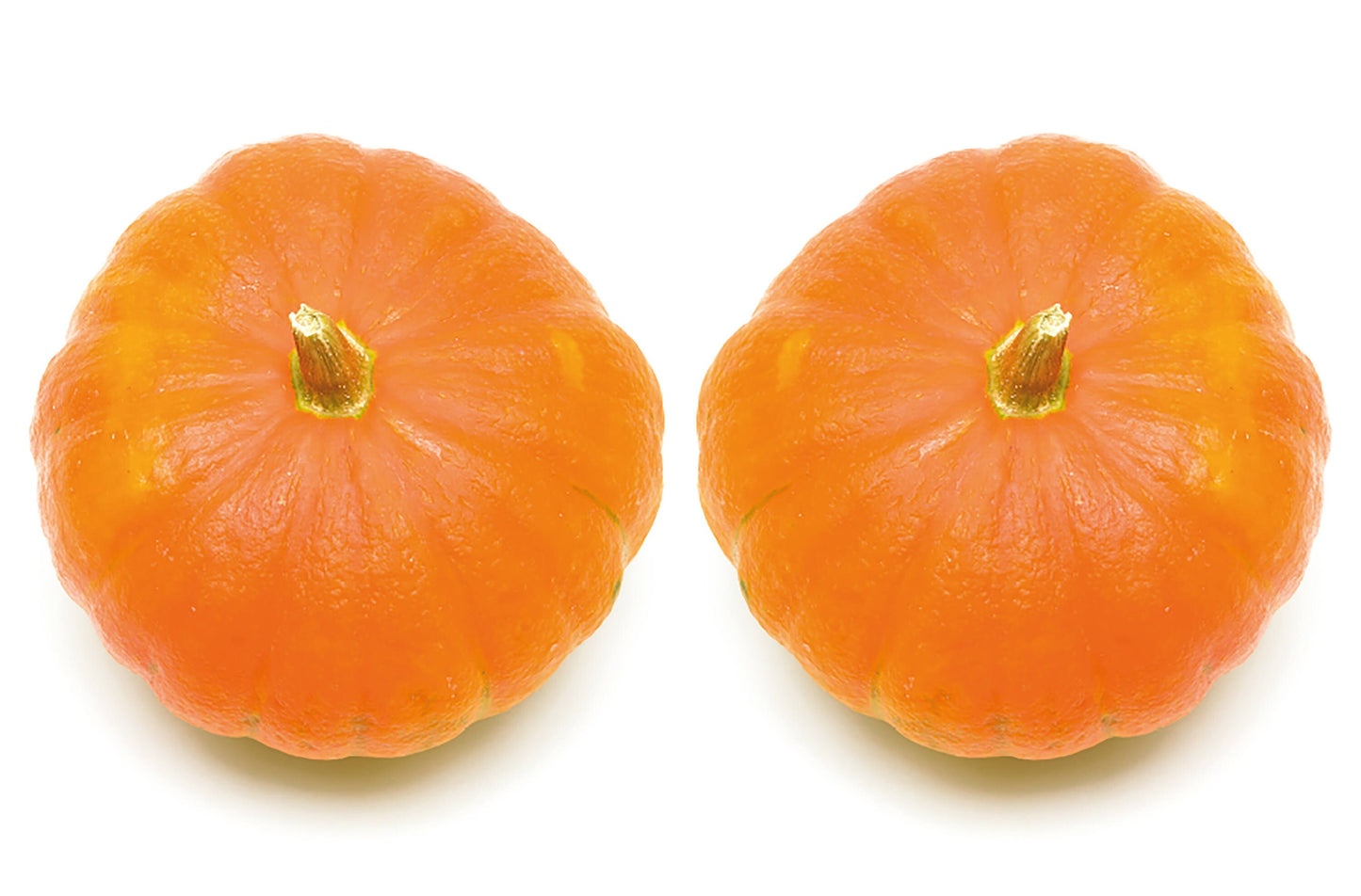 Pumpkin Boobs T-Shirt, Funny, Rude, Halloween