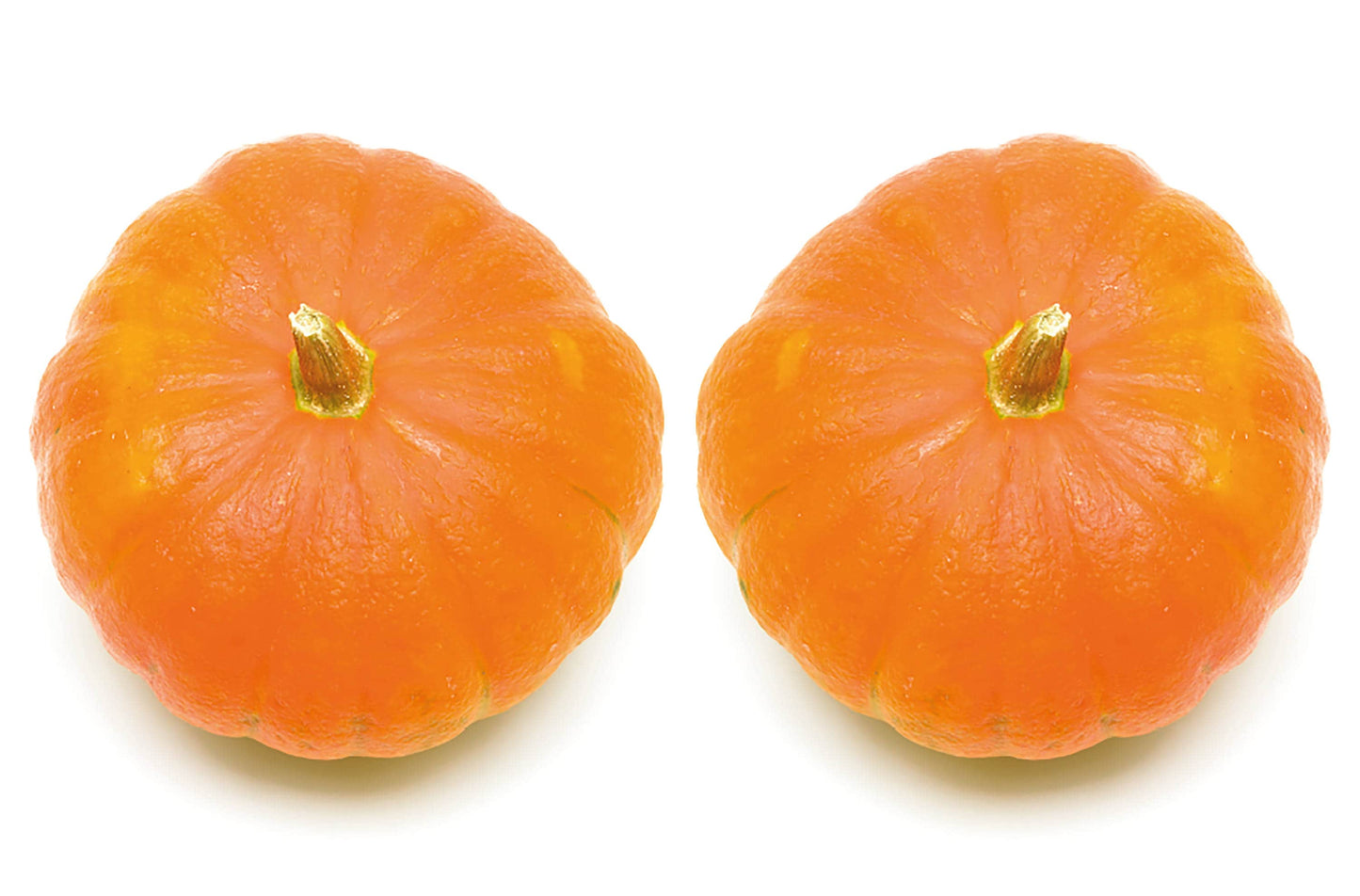 Pumpkin Boobs T-Shirt, Funny, Rude, Halloween